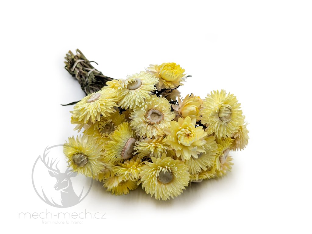 Sušená Slaměnka (Helichrysum) - citrónová