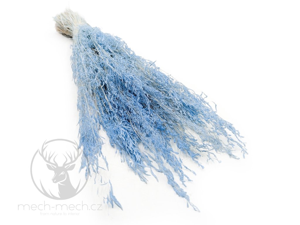 Sušená Třeslice (Briza Segromigno) - Modrá