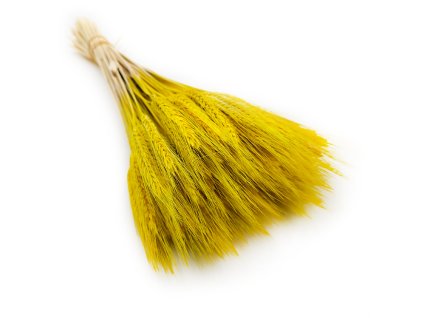 Pszenżyto żółte suszone triticale kłosy 6