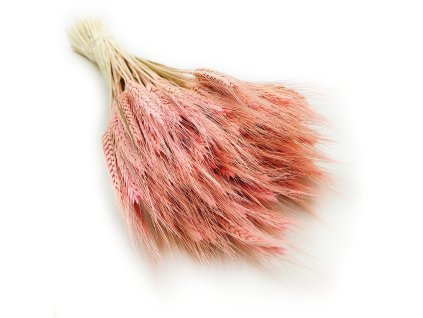 Pszenżyto suszone różowe triticale bukiet 6