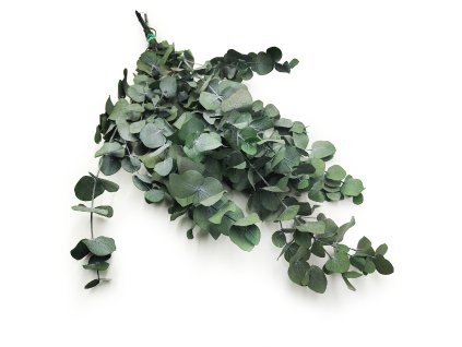 Stabilizovaný eukalyptus Espiral - zelený