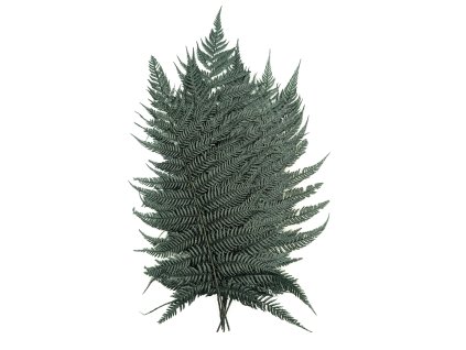 Stabilizovaná kapradina - Dryopteris - tmavě zelená