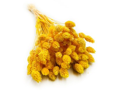 Phalaris zolty