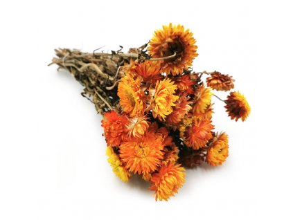 Kocanka suszona kocanki chelichrysum zółta bukiet