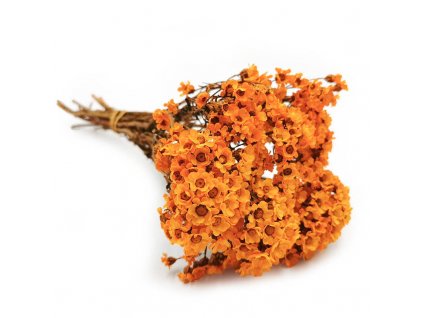 Sušená Oxodia - oranžová