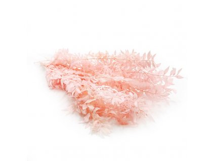 Stabilizovaný ruskus pastelovy růžový (Ruscus) - kytice