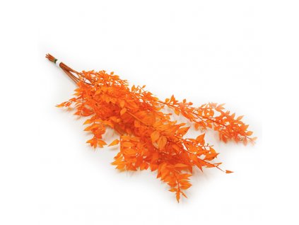 Ruscus Stabilizowany Pomarańczowy bukiet