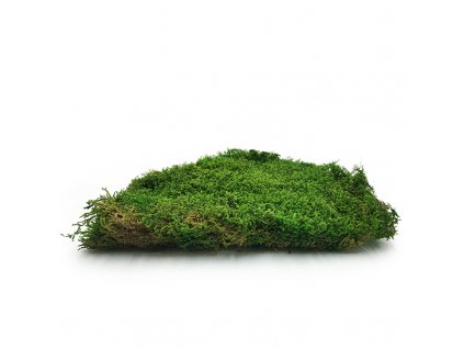 Long Moss Flat Średni Zielony Okładka