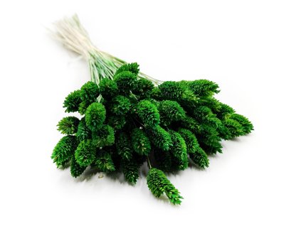 Phalaris Butelkowy Kanar Butelkowy