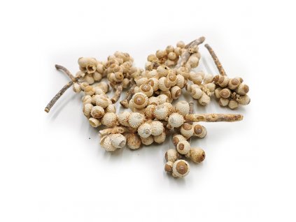 Acorn bunch Bleached 10szt