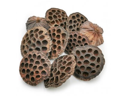 Lotos XXL Naturalny