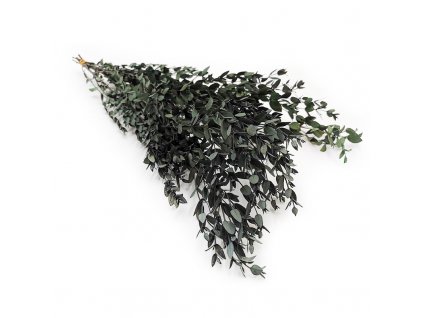 Eukaliptus tsabilizowany Parvifolia
