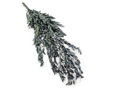 Eukaliptus Stabilizowany parvifolia Zielony
