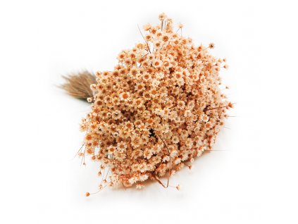 Glixia Peach