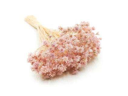 Hill Flower Lila 3