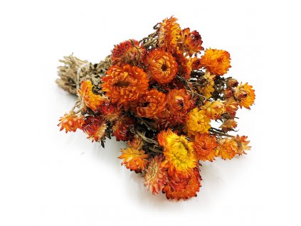 Kocanka Pomaranczowa (Helichrysum) okladka