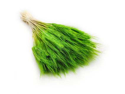pszenżyto suszone Jasnozielone bukiet triticale kłosy 7