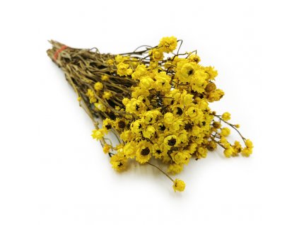 Ammobium zolte okl