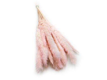Mini Pampas Różowy 3