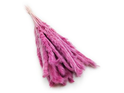 Mini pampas Wrzosowy 4
