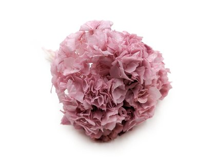 Stabilizovaná hortenzie (Hydrangea) - Růžová - Kytice