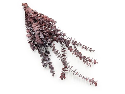 Stabilizovaný eukalyptus Baby - červený