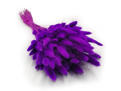 Králičí ocas fialový (Lagurus) - kytice