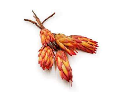 Suszona Protea czerwona okladka1