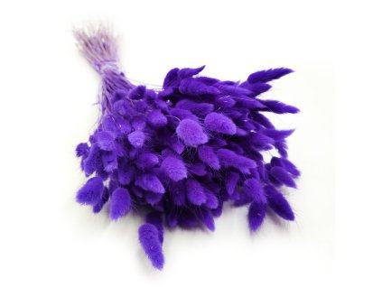 Lagurus Suszony dmuszek jajowaty Ultra Violet 4