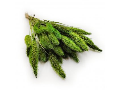 Setaria suszona zielona okladka