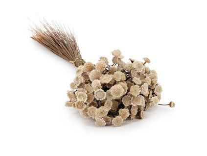 Glixia Big naturalna