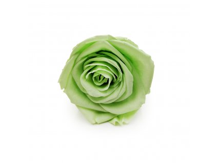 Róża Stabilizowana Lime Green okladka