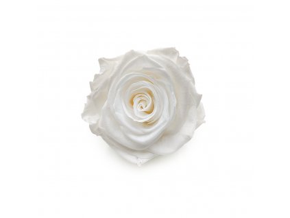Róża Stabilizowana Princess White okladka
