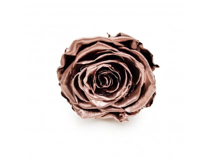Róża Stabilizowana Rose Gold okladka