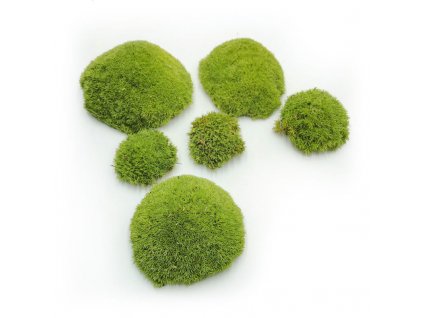 Ball Moss - kopečkový mech - světle zelená - 200g - FR