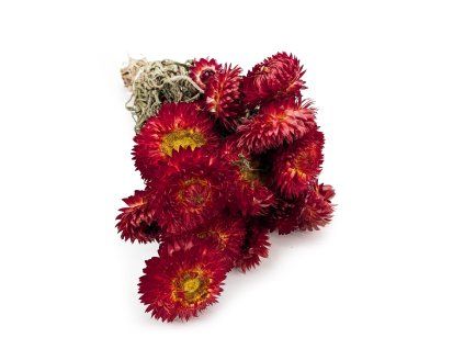 kocanka granvia czerwona