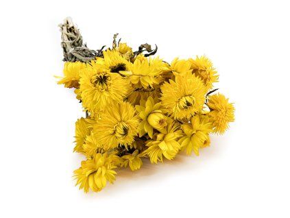 Kocanka granvia zółta