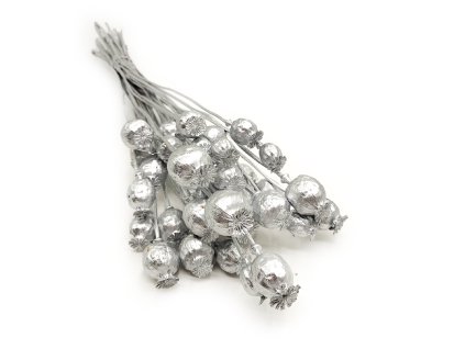 makówka srebrna Papaver srebrny suszony okl