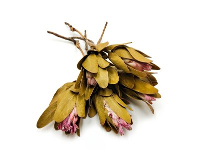 Protea Repens protea suszona rózowa z lisciem okl