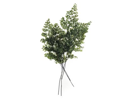 Stabilizovaná kapradina - Netík - (Adiantum) - Zelená