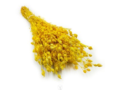 Silene lepnica rozdeta suszone zolte okl
