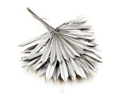 Palm SUN Silver Palma suszona srebrna okl
