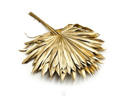 Palm SUN Gold Palma suszona zlota okl