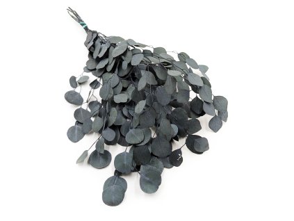 Eukaliptus Populus ES (1)