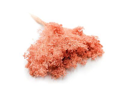 Sušený Broom Bloom - Lososová