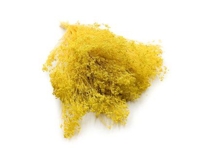 Sušený Broom Bloom - Žltá