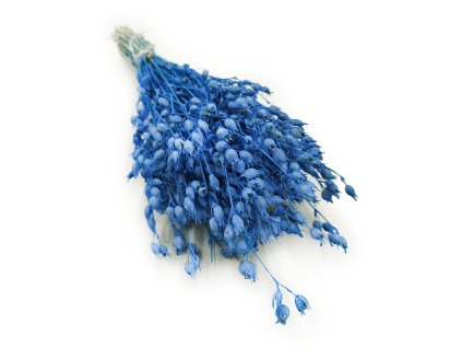Sušená Silene - (Silene vulgaris) - Modré