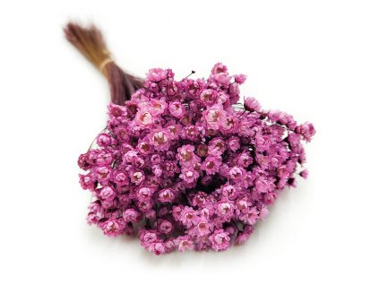 Sušená Glixia - (Comanthera) - růžová - 50g