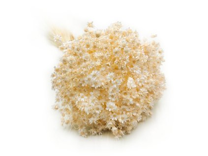 Sušená Glixia - (Comanthera) - krémová - 50g