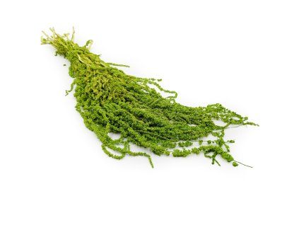 Stabilizovaný Laskavec - Amarant - Světle zelený
